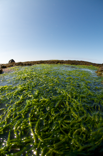 Entermorpha intestinalis, Ulva intestinalis, Ulva compressa, Ulva intestinalis